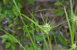 Greater bladder sedge